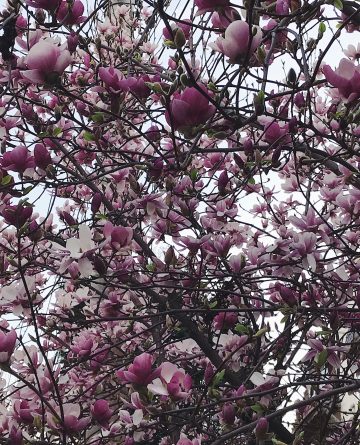 magnolie-inflorita